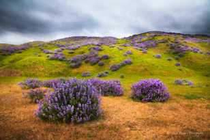 Lupine along the Lost Coast-7126